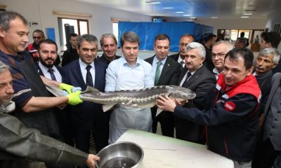 SULUOVA’DA BU YIL 300 BİN MERSİN BALIĞI ÜRETİLECEK