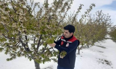 SULUOVA’DA ZİRAİ DON NEDENİYLE MEYVE AĞAÇLARI BÜYÜK ZARAR GÖRDÜ