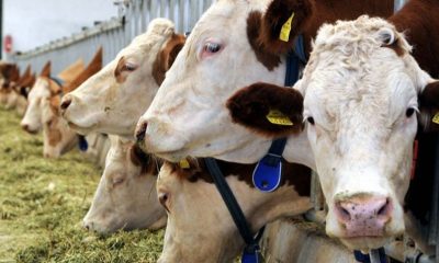 SULUOVA KIRMIZI ET ÜRETİCİLERİ BİRLİĞİNDEN BESİCİLERE DUYURU !