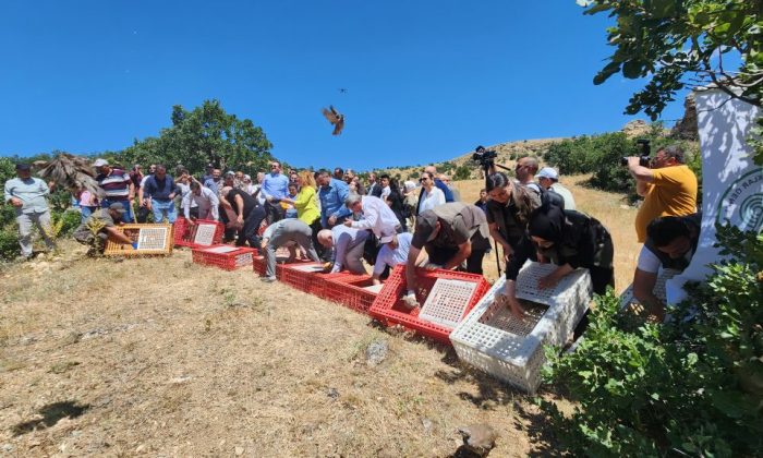 SULUOVA’DA KENEYE KARŞI DOĞAYA 300 KINALI KEKLİK SALINDI