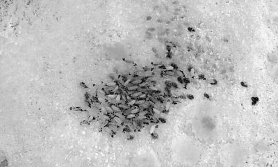 SULUOVA’DA KAYBOLAN 90 KOYUNU AFAD DRONLA BULDU