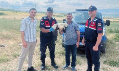 YARALI AKBABAYA JANDARMA ŞEFKATİ