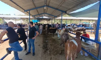 AMASYA’DA ŞAP ALARMI! TÜM HAYVAN PAZARLARI KAPATILDI!