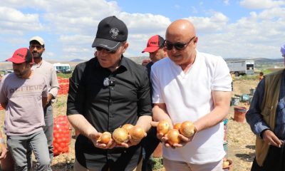 AMASYA’DA SOĞAN HASADI BAŞLADI