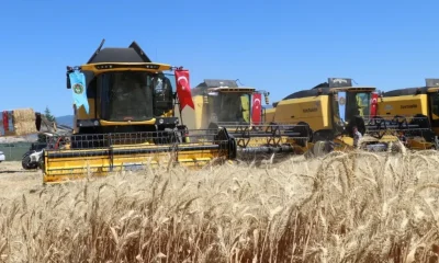 AMASYA’DA REKOR ÜRETİM; 441 BİN TON HUBUBAT BEKLENİYOR