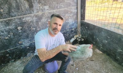 SULUOVA’DA ÖRDEK YAVRULARINA TAVUK ANNELİK YAPIYOR