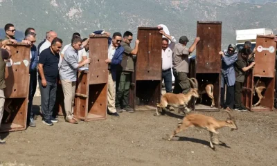 AMASYA’DA 5 YABAN KEÇİSİ DOĞAYA SALINDI