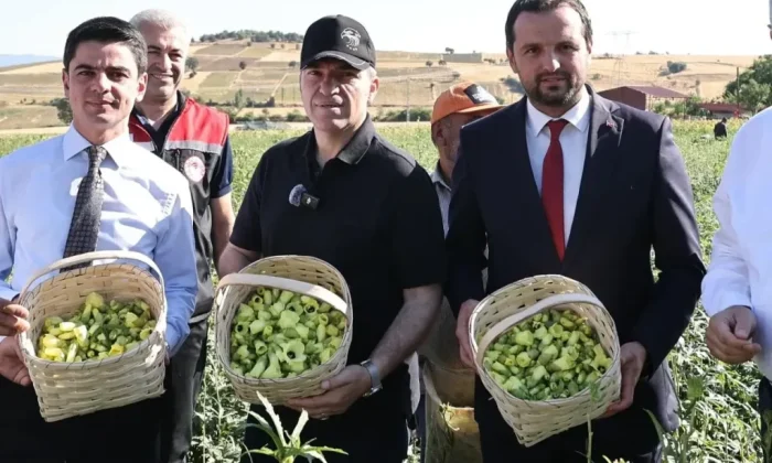 AMASYA’DA TESCİLLİ ÇİÇEK BAMYASI HASADI YAPILDI