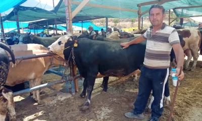 SALGIN RİSKİ SONA ERDİ: AMASYA’DA HAYVAN PAZARLARI YENİDEN AÇILDI