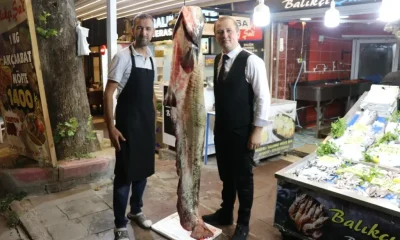 AMASYA’DA 2 METRE 20 CM BOYUNDA 78 KİLO AĞIRLIĞINDA YAYIN BALIĞI TUTULDU