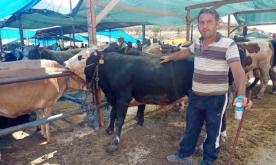 AMASYA’DA PASAPORTSUZ HAYVANLAR PAZARA GİREMEYECEK