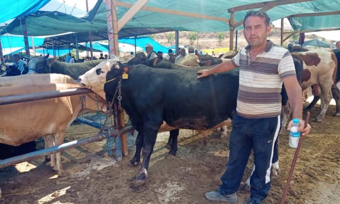 AMASYA’DA PASAPORTSUZ HAYVANLAR PAZARA GİREMEYECEK