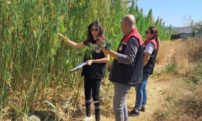 AMASYA’NIN KENEVİR TARLALARINDA DENETİMLER SÜRÜYOR