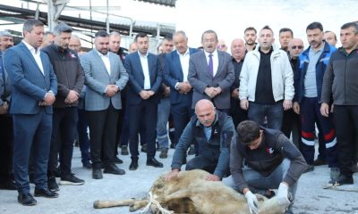 ŞEKER FABRİKASINDA 72. PANCAR ALIMI BUGÜN BAŞLADI