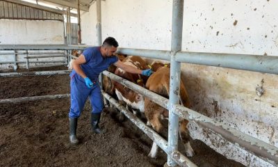 SULUOVA TDİ BESİ OSB’DE ŞAP AŞILAMASI YAPILIYOR