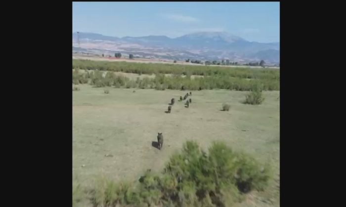 SULUOVA’DA DOMUZ SÜRÜSÜ DRONLA GÖRÜNTÜLENDİ