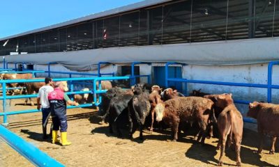 SULUOVA’YA GELEN İTHAL HAYVANLARIN KONTROLLERİ YAPILIYOR