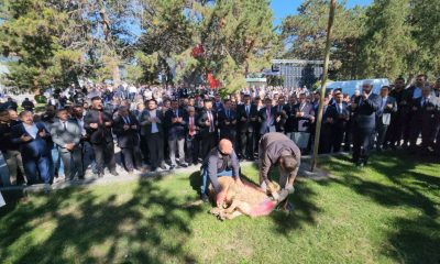 AMASYA ŞEKER FABRİKASI, 700 BİN TON PANCARDAN 76 BİN TON KRİSTAL ŞEKER ÜRETECEK