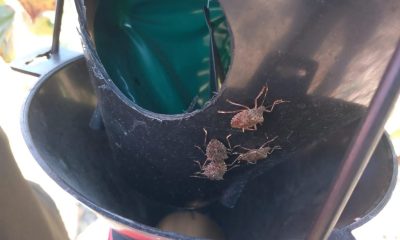 AMASYA’DA KAHVERENGİ KOKARCA MÜCADELESİ SÜRÜYOR