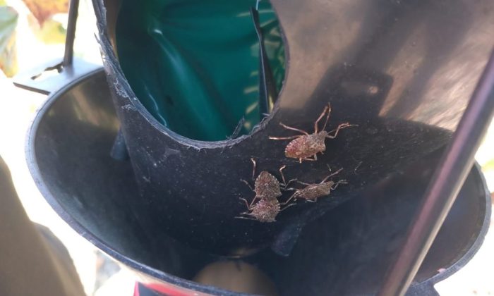 AMASYA’DA KAHVERENGİ KOKARCA MÜCADELESİ SÜRÜYOR