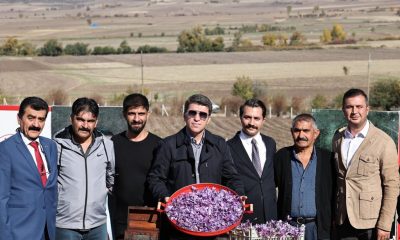 KİLOSU 500 BİN TL: AMASYA’DA HASAT BAŞLADI