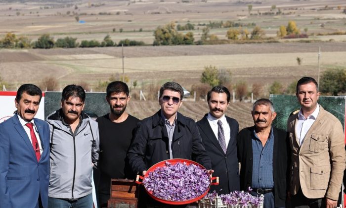 KİLOSU 500 BİN TL: AMASYA’DA HASAT BAŞLADI