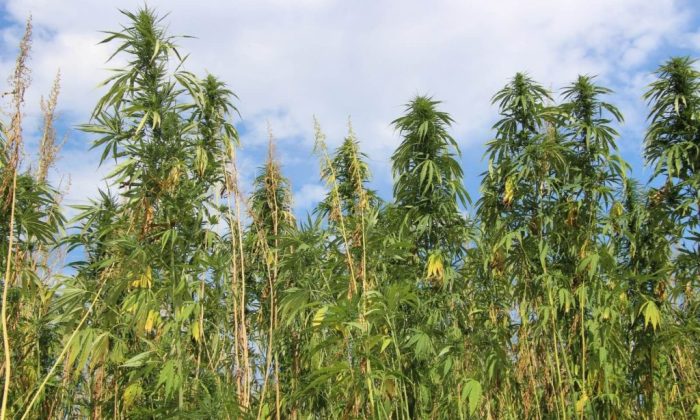 AMASYA KENEVİRİNDE ATA TOHUMU VE MODERN SANAYİ