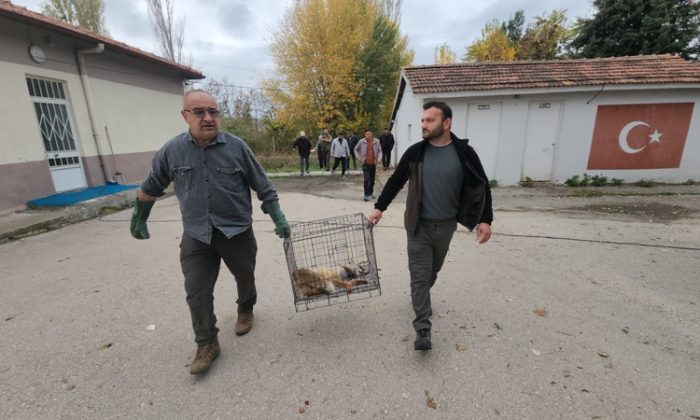 SULUOVA’DA YARALI TİLKİ OKUL BAHÇESİNE SIĞINDI