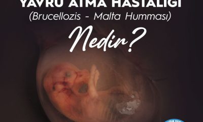 BULAŞICI YAVRU ATMA HASTALIĞI(BRUCELLOZİS-MALTA HUMMASI)