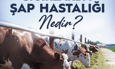ŞAP HASTALIĞI NEDİR?