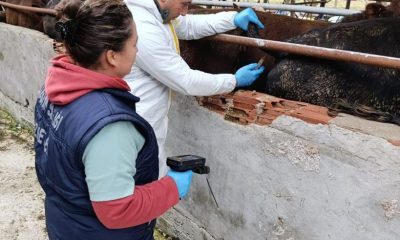 SULUOVA’DA BÜYÜKBAŞ HAYVAN DENETİMLERİ YAPILDI