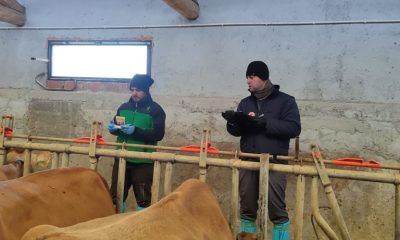 SULUOVA’DA HASTALIKTAN ARİ İŞLETME ÇALIŞMALARI SÜRÜYOR