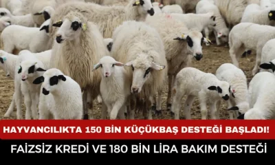 150 BİN KÜÇÜKBAŞ HAYVAN + 2 YIL ÖDEMESİZ FAİZSİZ KREDİ + 180 BİN LİRA BAKIM DESTEĞİ