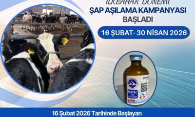 İLKBAHAR DÖNEMİ ŞAP AŞILAMA PROGRAMI BAŞLADI