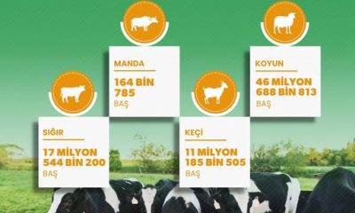 TÜRKİYE’DEKİ HAYVAN VARLIĞI İSTATİKLERİ AÇIKLANDI