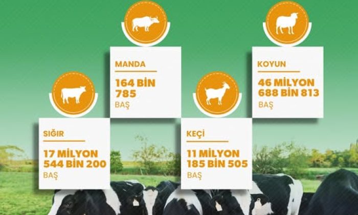 TÜRKİYE’DEKİ HAYVAN VARLIĞI İSTATİKLERİ AÇIKLANDI