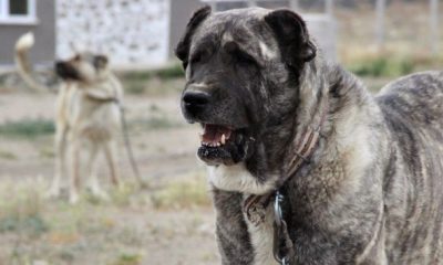 KANGAL’DAN MALAKLI’YA 13 YERLİ IRK AMASYA’DA YARIŞACAK
