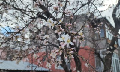 SULUOVA’DA KAYISI AĞAÇI ÇİÇEK AÇTI