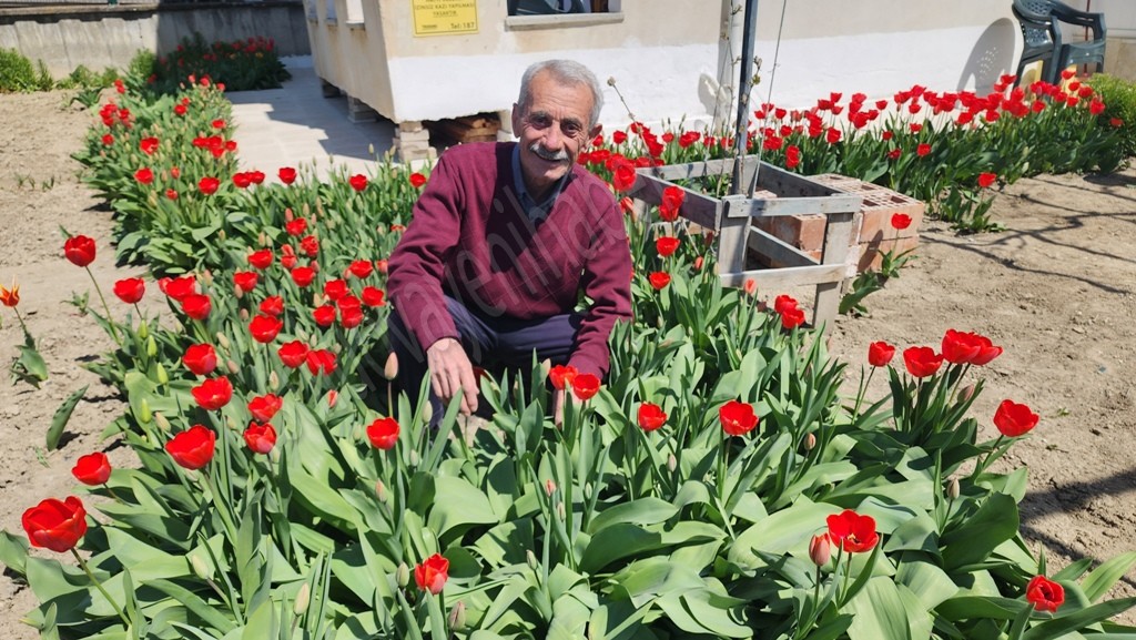 SULUOVA’DA AÇAN LALELER GÖRSEL ŞÖLEN SUNUYOR