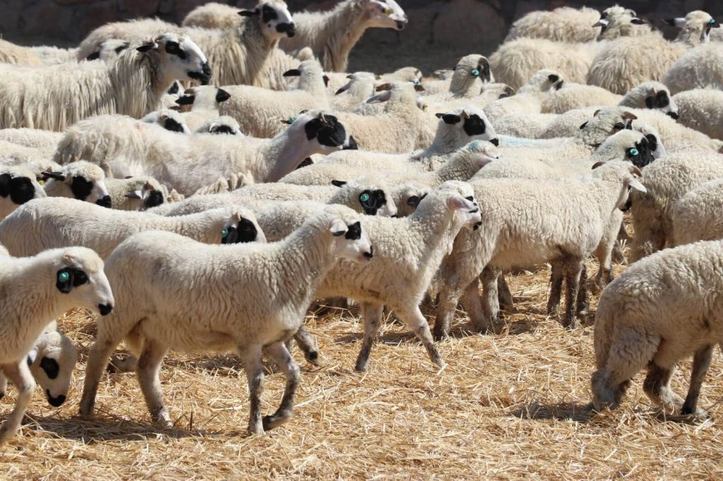 AMASYA’DA BİN KUZU ANNESİYLE BULUŞTU, KOKUSUNDAN TANIDI