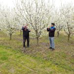 İLÇE TARIM VE ORMAN MÜDÜRLÜĞÜ, SOĞUK ZARARI KONTROLÜ YAPTI