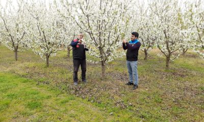 İLÇE TARIM VE ORMAN MÜDÜRLÜĞÜ, SOĞUK ZARARI KONTROLÜ YAPTI