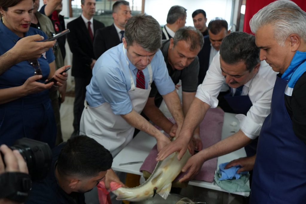 NESLİ TÜKENME TEHDİDİ ALTINDAKİ MERSİN BALIKLARI SULUOVA’DA ÜRETİLİYOR