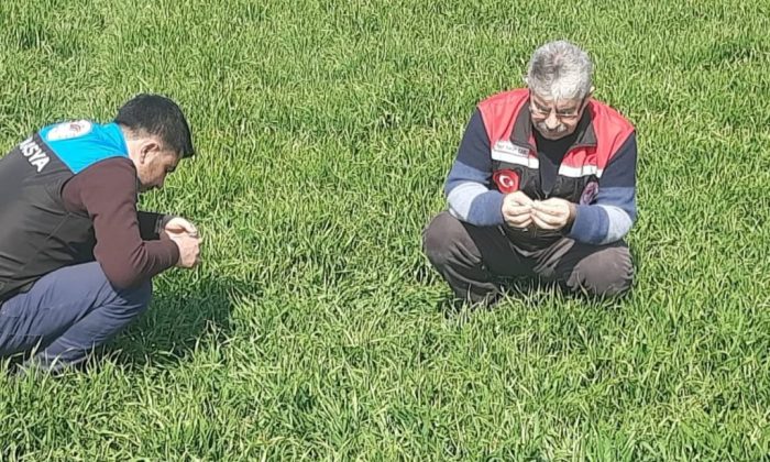 SULUOVA’DA HUBUBAT EKİLİ ALANLARDA HASTALIK VE ZARARLI KONTROLLERİ YAPILDI