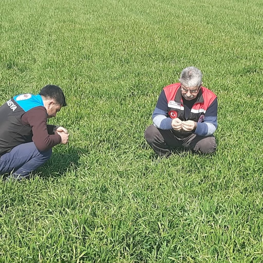 SULUOVA’DA HUBUBAT EKİLİ ALANLARDA HASTALIK VE ZARARLI KONTROLLERİ YAPILDI