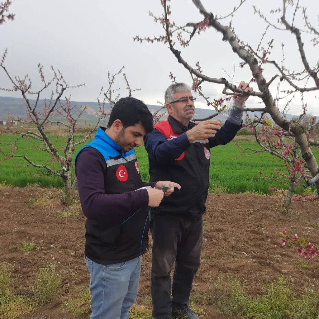 SULUOVA’DA KAHVERENGİ KOKARCA İLE MÜCADELE ÇALIŞMALARI SÜRÜYOR