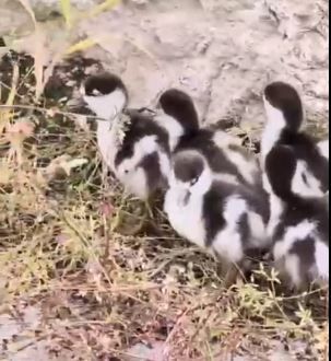 YAVRU ANGUT KUŞLARININ İMDADINA SULUOVALI KÖY İMAMI YETİŞTİ